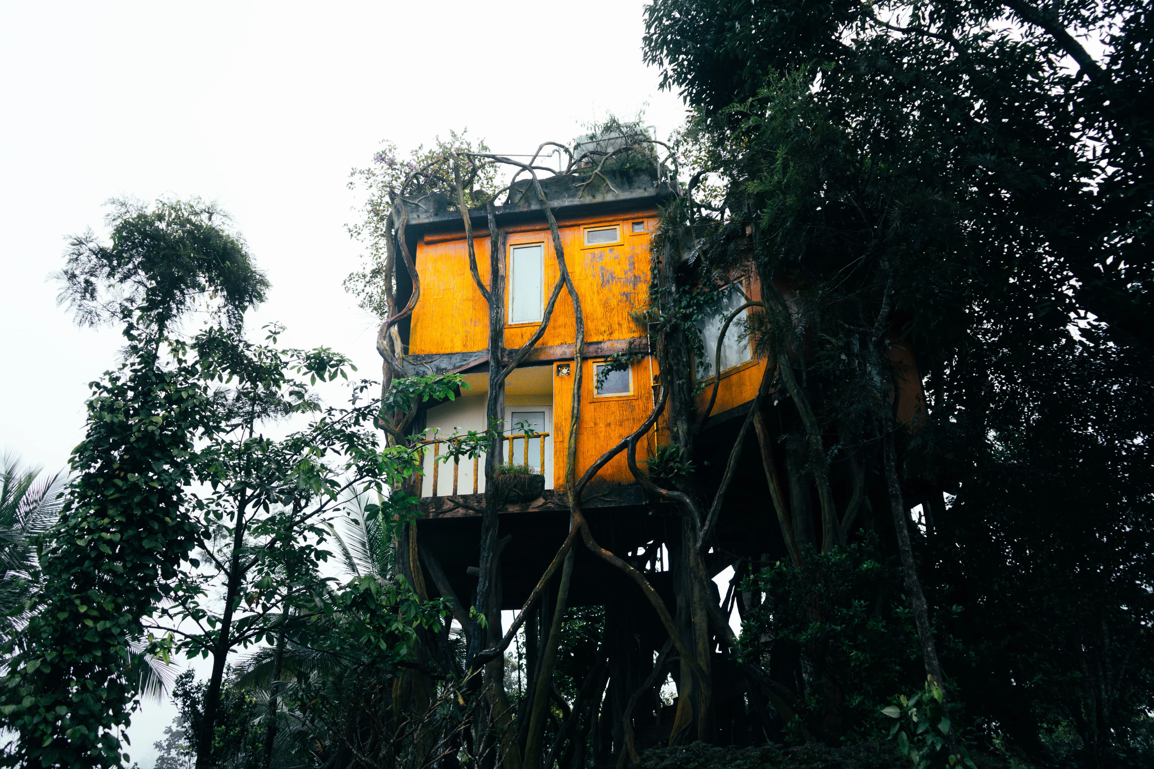 Tree Hut