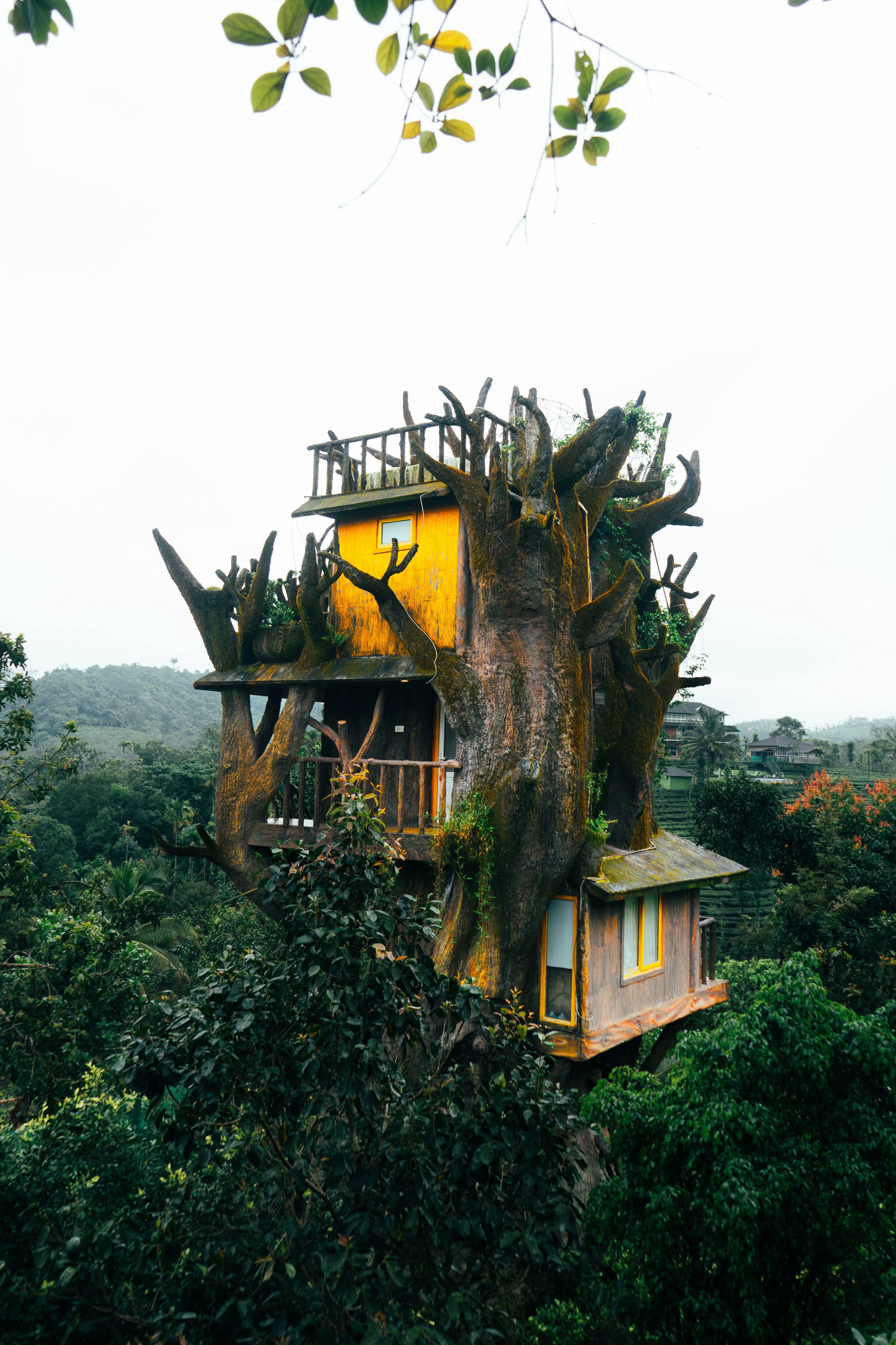 Tree Trunk
